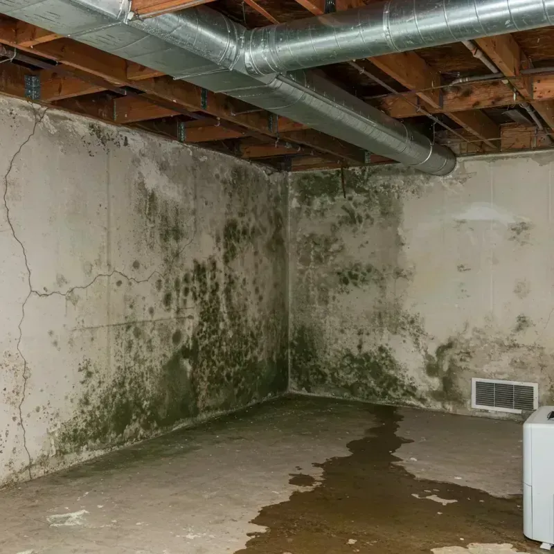 Professional Mold Removal in Fayetteville, AL